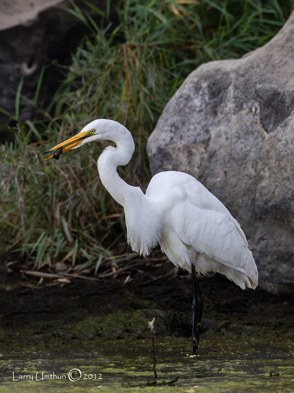 Great Egret