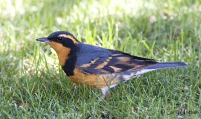 Varied Thrush