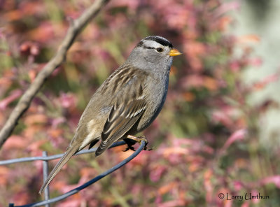 White-crowned Sparrow