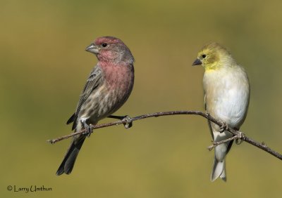 Sparrows, Finches & Juncos