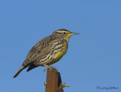 Western Meadowlark