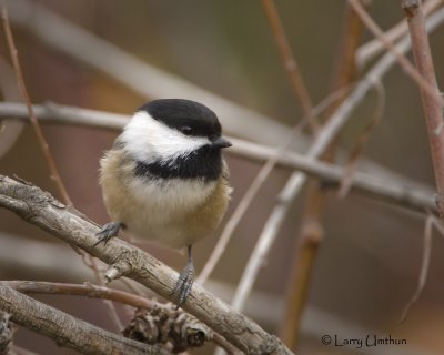 Black-capped Chickadee