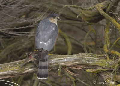 Sharp-shinned Hawk with House Finch