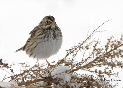 Savannah Sparrow