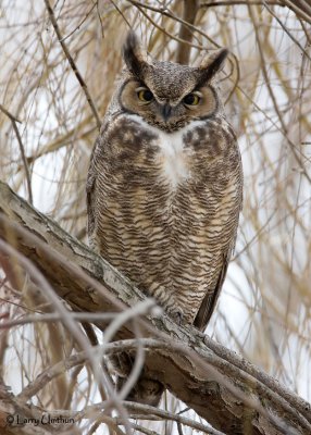 Great Horned Owl