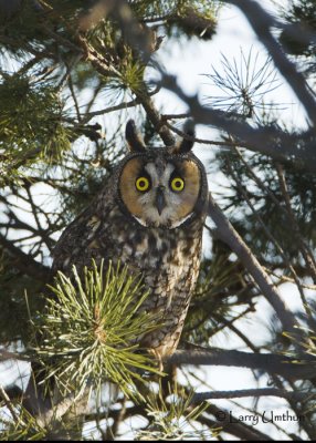 Long-eared Owl