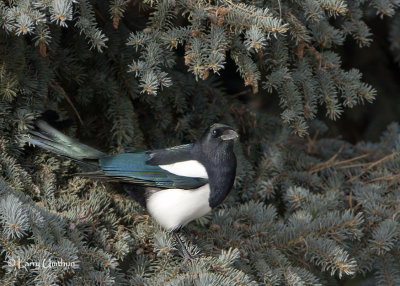 Black-billed Magpie