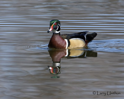 Wood Duck