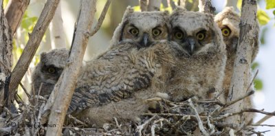 Great Horned Owls