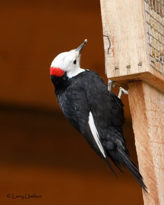 White-headed Woodpecker