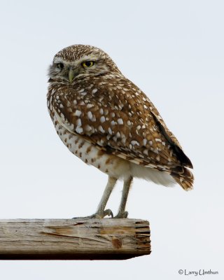 Burrowing Owl