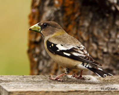 Evening Grosbeak (Female)