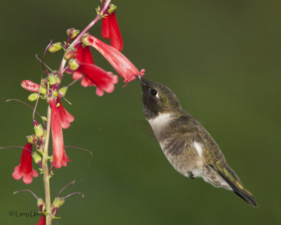 Black-chinned Hummingbird