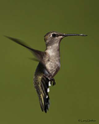 Black-chinned Hummingbird