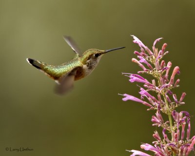 Rufous Hummingbird