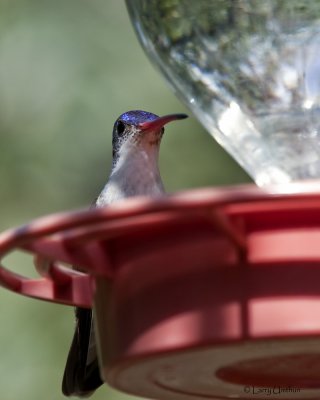 Violet-crowned Hummingbird