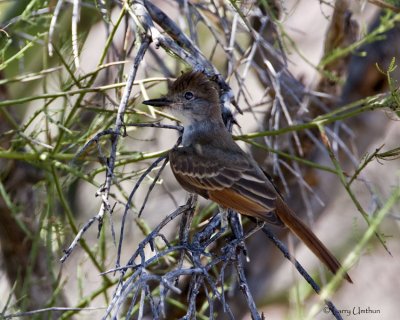 Ash-throated Flycatcher