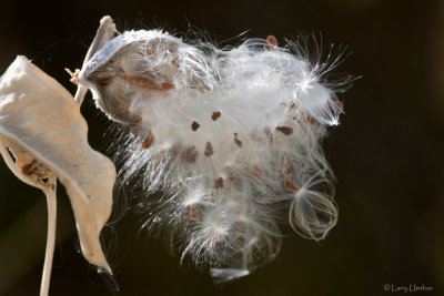 Milkweed