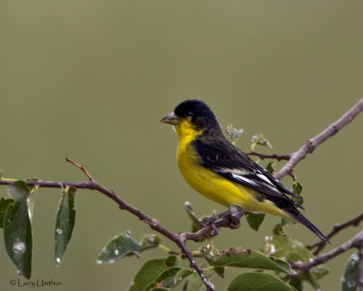 Lesser Goldfinch (Black-backed)