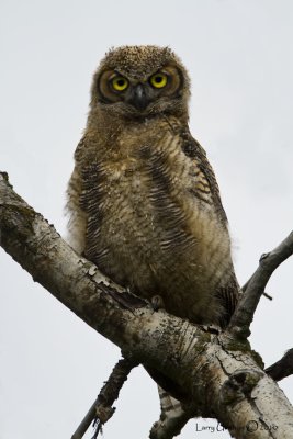 Great Horned Owl (Fledgling)