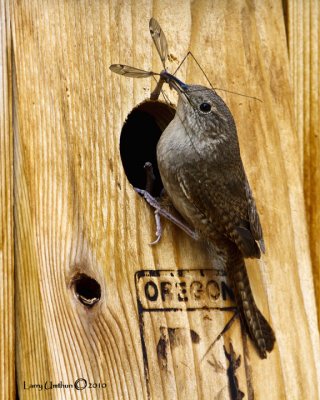 House Wren