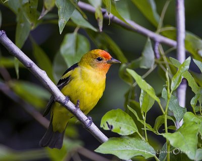 Western Tanager