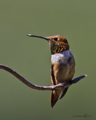 Rufous Hummingbird