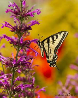 Western Tiger Swallowtail Butterfly