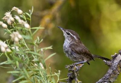 Bewicks Wren