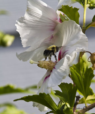 Bumblebee on the Hibiscus