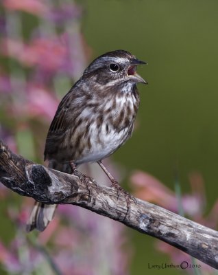 Song Sparrow