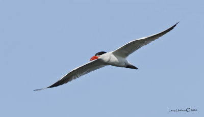 Caspian Tern