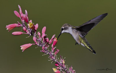 Black-chinned Hummingbird