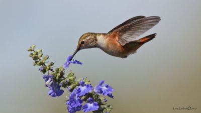 Rufous Hummingbird