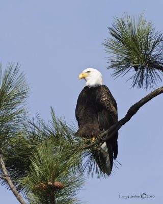 Bald Eagle