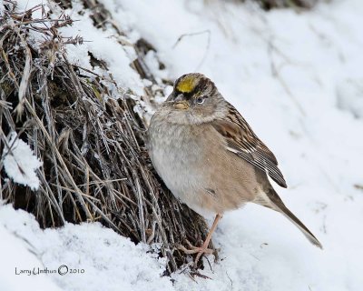 Golden-crowned-Sparrow