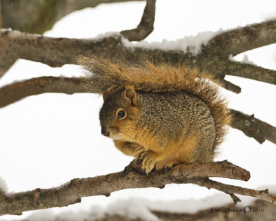 Squirrel