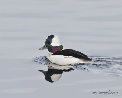 Bufflehead