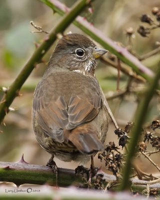 Fox Sparrow