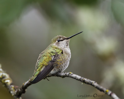 Anna's Hummingbird