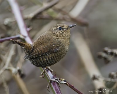 Winter Wren