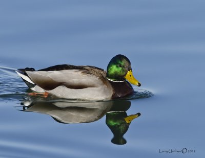 Mallard Duck