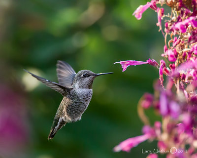 Anna's Hummingbird