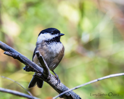 Black-capped Chickadee