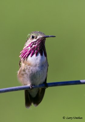 Calliope Hummingbird