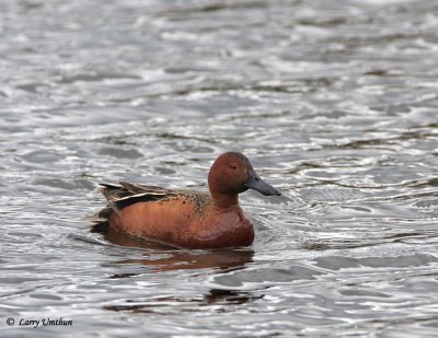 Cinnamon Teal