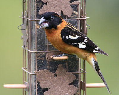 Black-headed Grosbeak (Male)