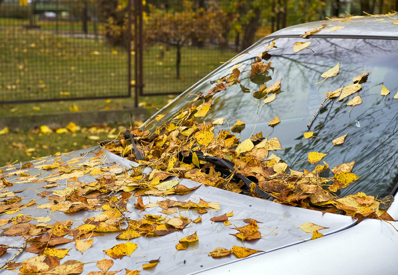 Fall, Fall...