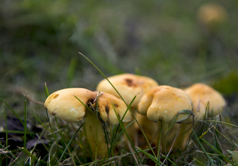Hidden In The Grass
