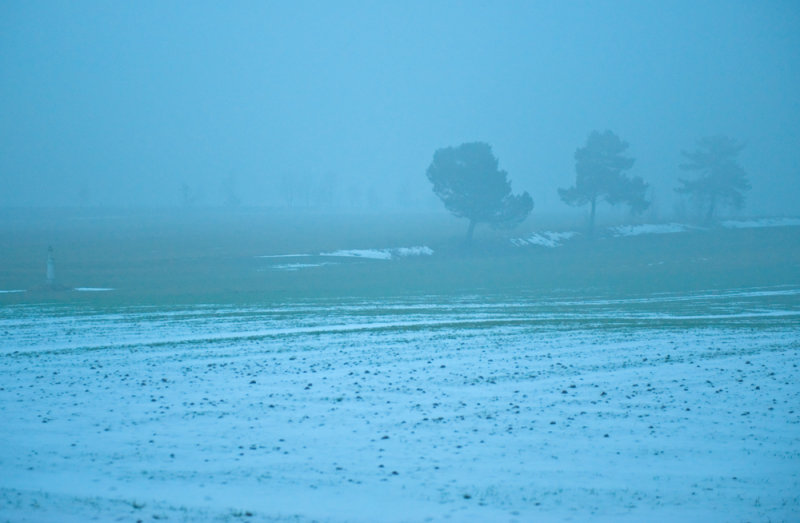 Three Pines At Foggy Evening